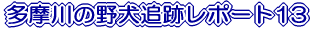 ̖쌢ǐՃ|[g13 